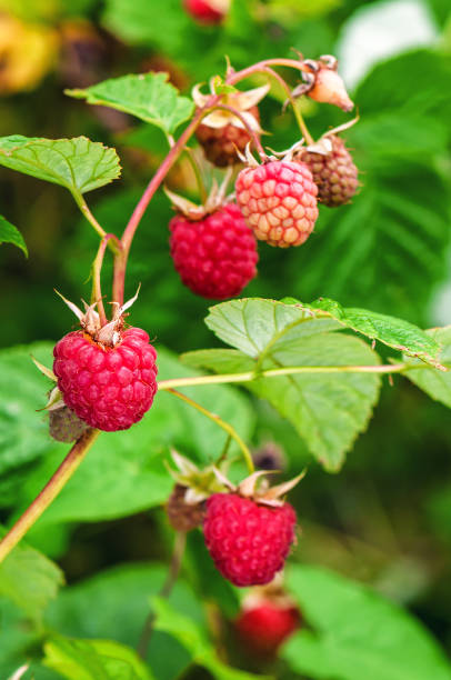 istock ripe raspberries on a twig 939675760