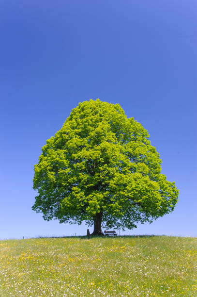 istock single big linden tree in field with perfect treetop 939678474