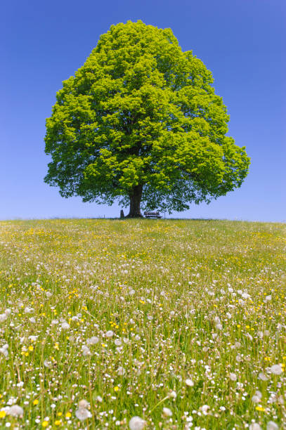 istock single big linden tree in field with perfect treetop 939678572