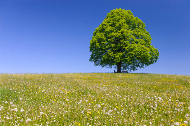 istock single big linden tree in field with perfect treetop 939678676