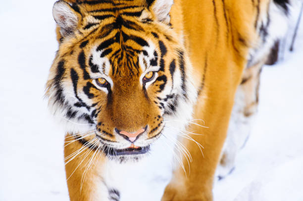 istock siberian tiger on snow 939678712