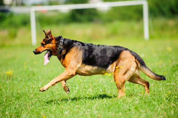 istock Happy dog joyfully running on a green grass 939678756