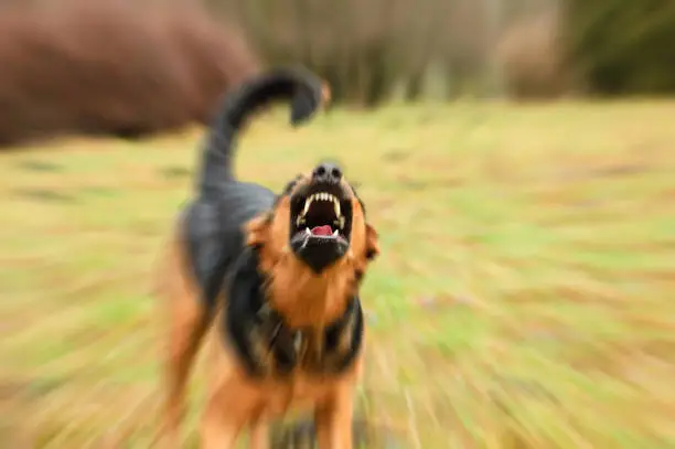 Photo of angry dog with bared teeth