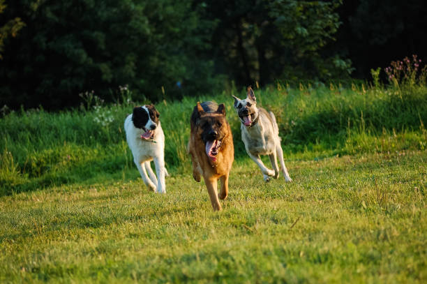 Happy dog joyfully running on a green grass