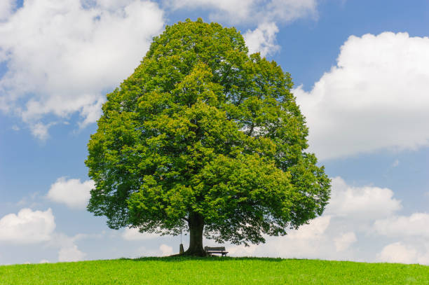 istock single big linden tree in field with perfect treetop 939678960