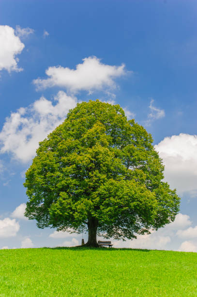 istock single big linden tree in field with perfect treetop 939679122