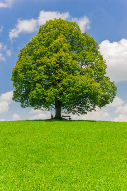 istock single big linden tree in field with perfect treetop 939679284