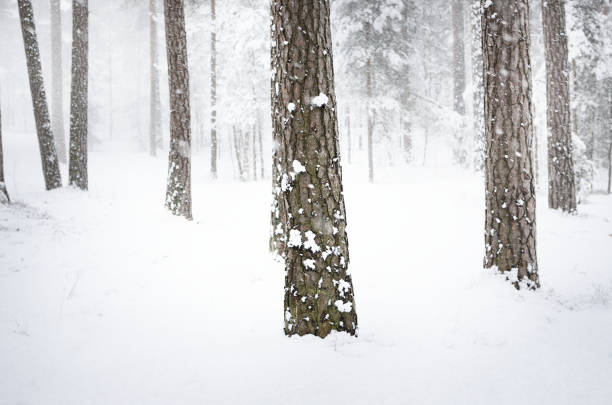 snowy winter landscape in christmas
