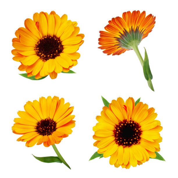 istock Set of calendula flowers isolated on white background 939682022