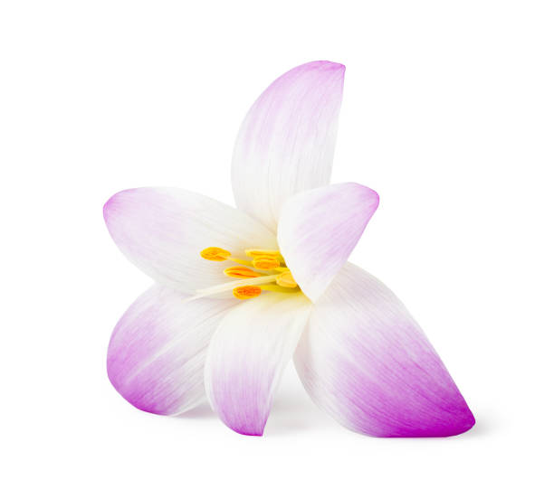 elegance flower isolated on white background - single flower flower crocus bud imagens e fotografias de stock