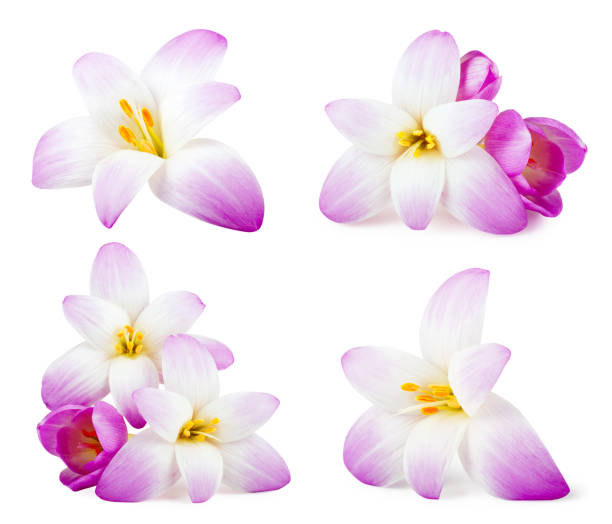 set of elegance floweres isolated on white background - single flower flower crocus bud imagens e fotografias de stock