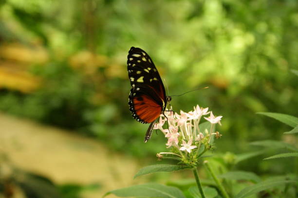 istock Butterfly in costa rica on a native flower 939693274