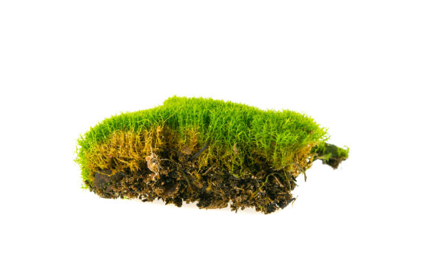 istock green moss isolated on white background 939694860