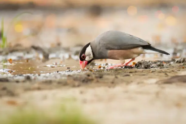 Photo of Bird drinking water on the road.