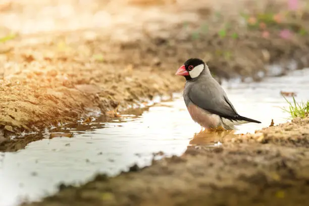 Photo of Java Sparrow in water on the road.