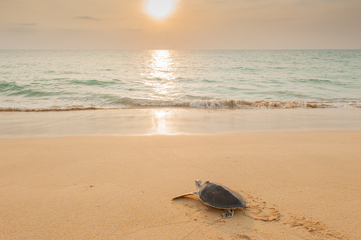 Baby Green Turtle going to the ocean for the first time.