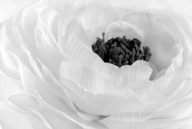 istock Rununculus Buttercup white flower macro 939714398