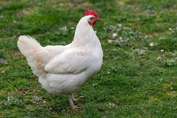 istock Free Range Foraging Chickens at Organic Farm 939714598