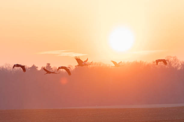 istock Group of Common crane ( Grus Grus) flying trough the sunset 939715150
