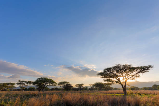 istock Acasia trees at sunrise 939720542