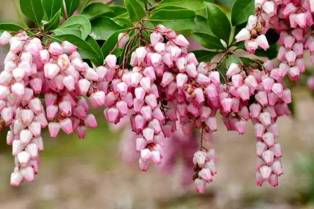 Pieris japonica, also called Japanese andromeda and Japanese pieris, is a broadleaf evergreen shrub, featuring drooping clusters of lily-of-the-valley-like flowers in early spring. Many cultivars are available, featuring flowers in various shades of white, pink and deep rose. The plant is poisonous if consumed by people or animals.