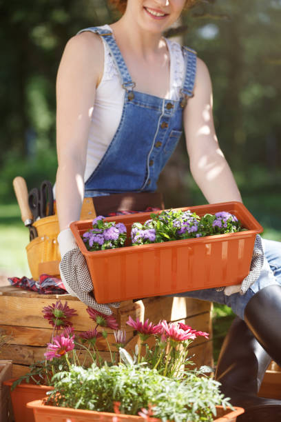 istock Woman moving box with seedlings 939726914