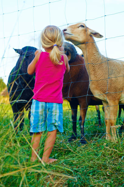 istock Cute little blond girl feeding animals 939728638