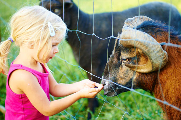 istock Cute little blond girl feeding animals 939728814