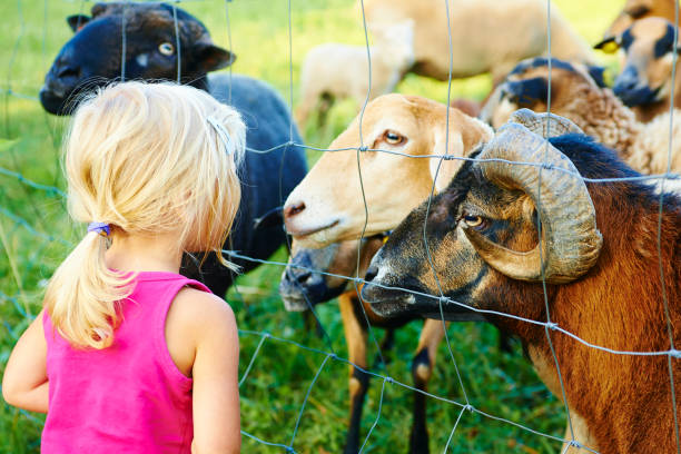 istock Cute little blond girl feeding animals 939728984