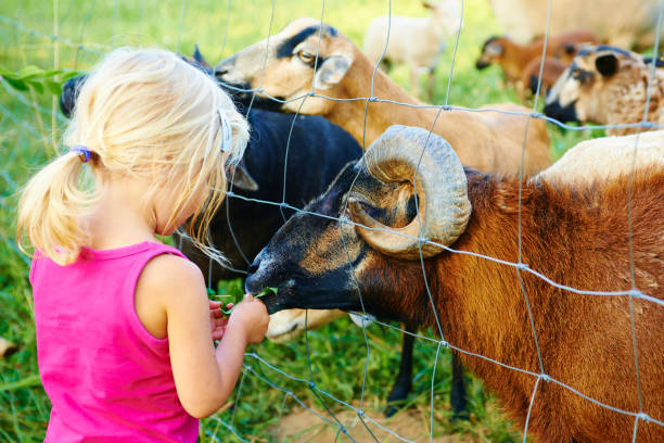 istock Cute little blond girl feeding animals 939729066