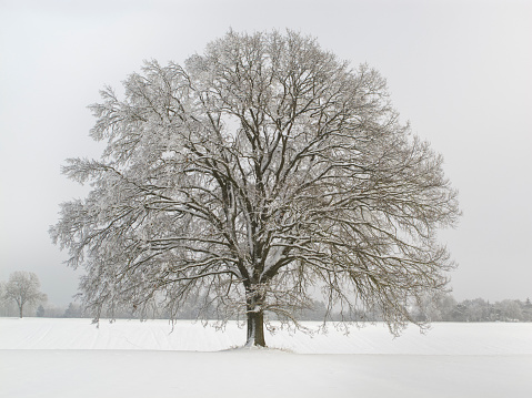 single big oak tree at winter with perfect treetop