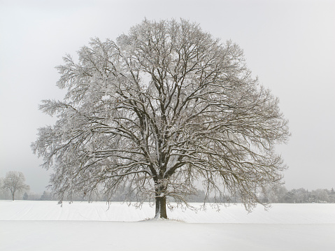 Lone tree on a field across the Julian Price picnic area on the Blue Ridge Parkway