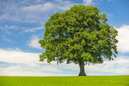 A simple landscape with two fused oaks in a grassy field against the sky.