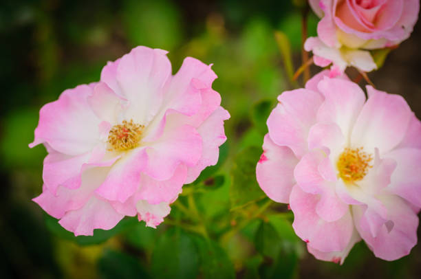 istock Pink roses in the garden on natural background 939731802