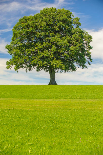 istock single big oak tree in field with perfect treetop 939731824