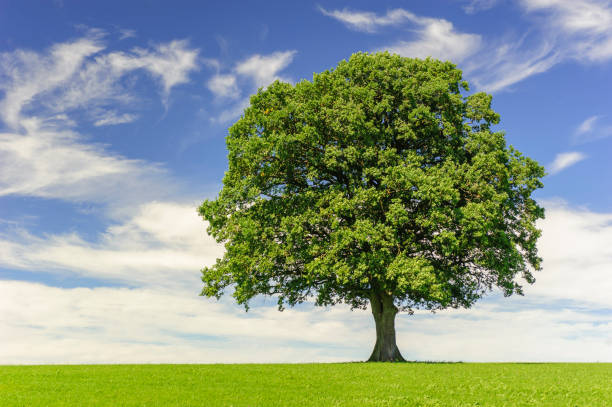 pojedynczy duży dąb w polu z doskonałym koroną drzewa - spring oak tree leaf oak leaf zdjęcia i obrazy z banku zdjęć