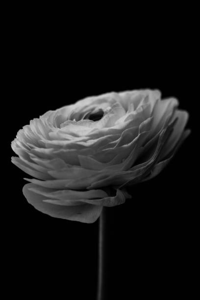 istock flower in black and white 939732288