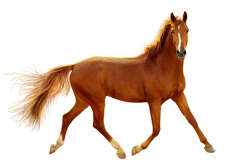 Un caballo rojo luz de contorno es trotar libremente. photo