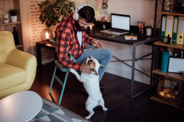 freelance, trabajando desde casa y jugando con su perro - trabajo freelance fotografías e imágenes de stock