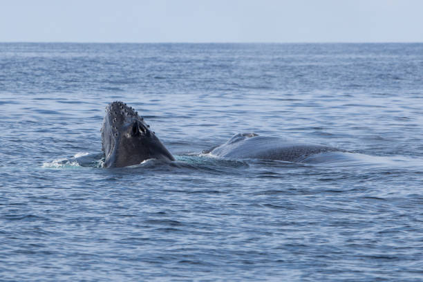 istock Humpback Calf and Mother 939749588