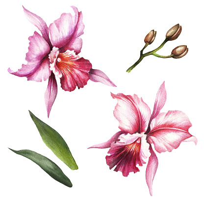 Set of Orchids. Hand draw watercolor illustration