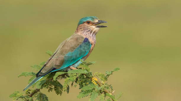 Indian Roller A color full species of bird. Which hunts insects coracias benghalensis stock pictures, royalty-free photos & images