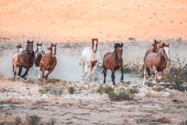Horses in the wild Shot of herd of horses in a wild in Utah, USA. mustang wild horse photos stock pictures, royalty-free photos & images