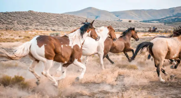 Shot of herd of horses in a wild in Utah, USA.