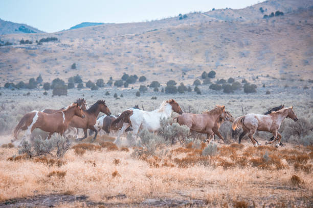 istock Horses in the wild 939750784