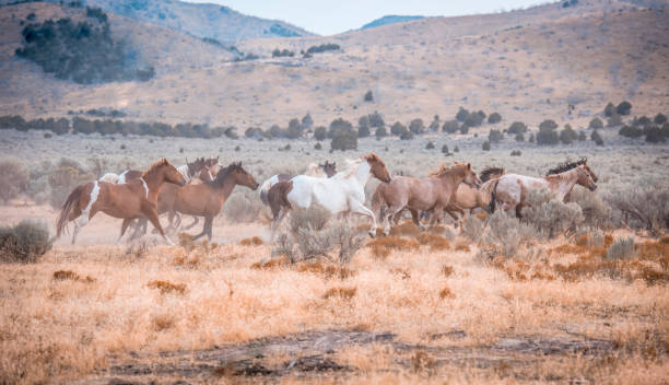 istock Horses in the wild 939750794