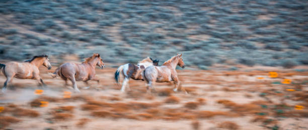 pferde in der wildnis - horse panoramic scenics prairie stock-fotos und bilder