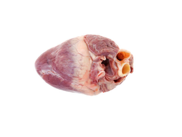 istock pork heart on a white background 939754034