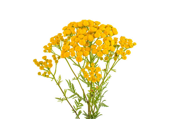 istock Flower grass tansy on a white background 939754224