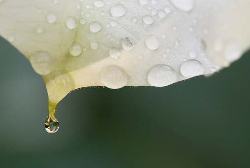 Water drops on white and yellow petal of Datura flower
